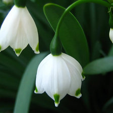 Схема вышивки «ландыши»