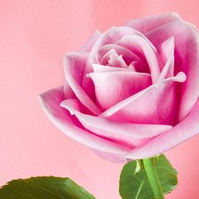 Схема вышивки «роза»