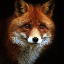 Схема вышивки «Лис»