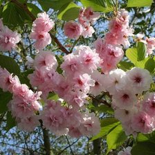 Схема вышивки «весна»