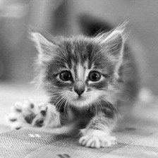 Схема вышивки «Котенок»