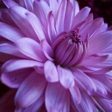 Схема вышивки «Сиреневый цветок.»