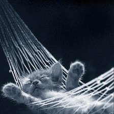 кот на отдыхе