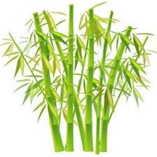 Схема вышивки «Бамбук»