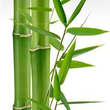 Схема вышивки «Бамбук»