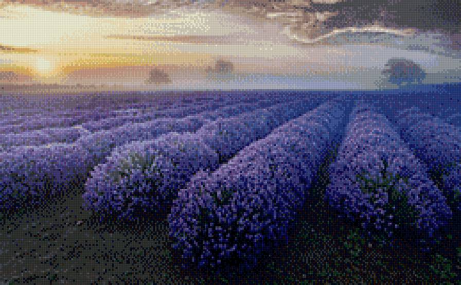 Лавандовый рассвет. - тишина, рассвет, лаванда, поле - предпросмотр