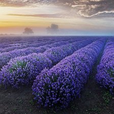 Схема вышивки «Лавандовый рассвет.»