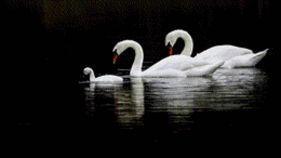 Вместе навсегда. - лебеди, верность, семья - предпросмотр