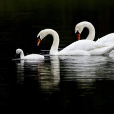 Вместе навсегда.