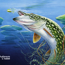 Схема вышивки «щука»