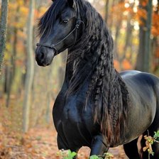 Схема вышивки «Лошадь»