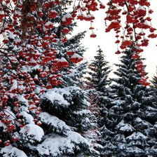 Схема вышивки «Рябина зимняя»