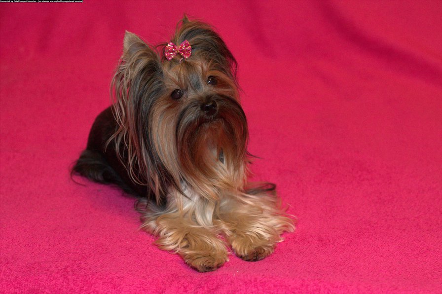 Трикси - моя маленькая девочка - оригинал