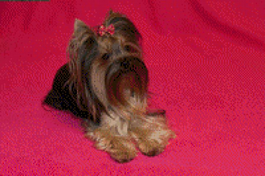 Трикси - моя маленькая девочка - предпросмотр