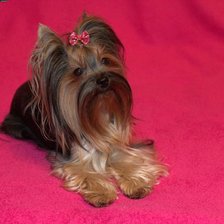 Схема вышивки «Трикси»