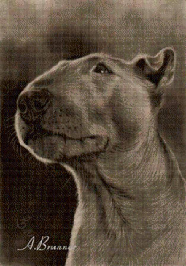 бультерьер - собаки - предпросмотр