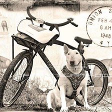 Схема вышивки «бультерьер»