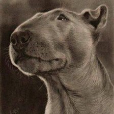 Схема вышивки «бультерьер»