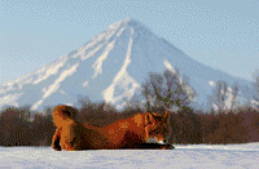Вулкан и лиса - природа, горы, вулканы, зима, камчатка, животные, лиса - предпросмотр