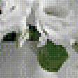 Предпросмотр схемы вышивки «Белый натюрморт» (№519887)