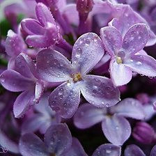 Схема вышивки «Сирень»