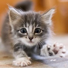 Схема вышивки «котонок 2»