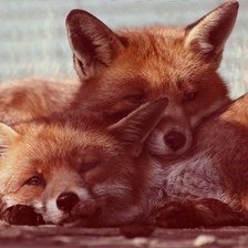 Схема вышивки «лисята»