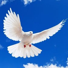 Схема вышивки «Летящий голубь»