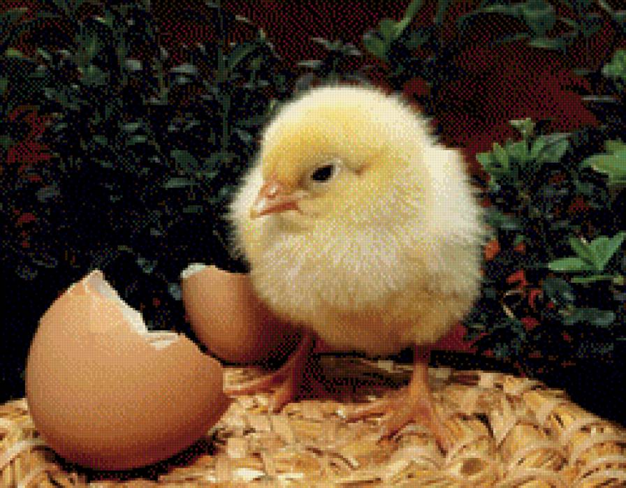 Цыпленок - предпросмотр