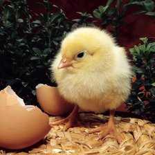 Схема вышивки «Цыпленок»