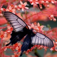 Схема вышивки «Бабочка»