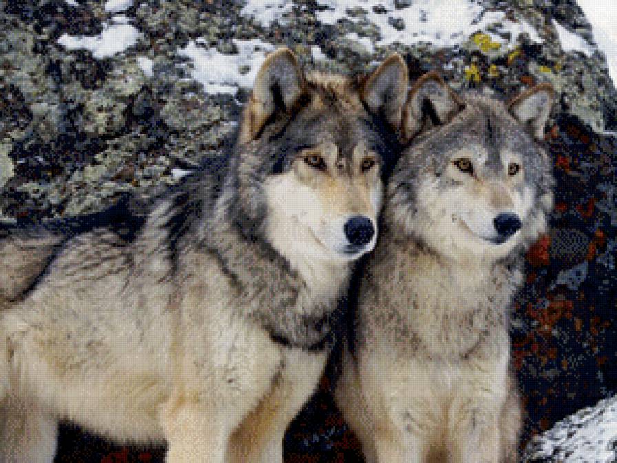 пара волков 2 - предпросмотр