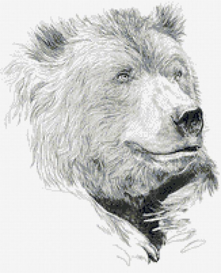 Медведь - животные, монохром, медведи - предпросмотр