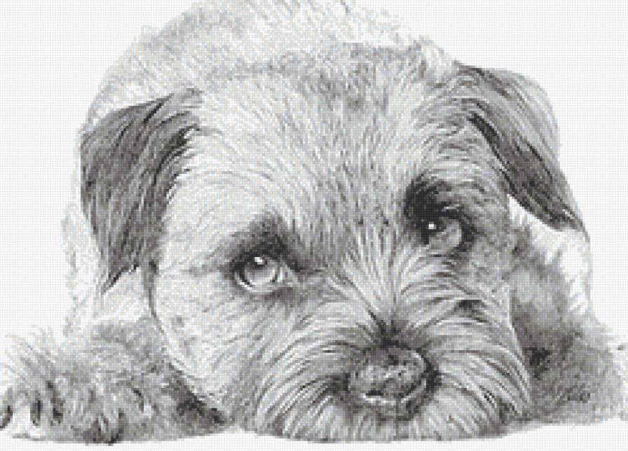 Щенок - собаки, животные, монохром - предпросмотр