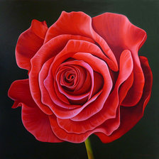 Схема вышивки «Чудесная роза»