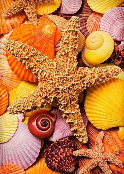 ракушки - оригинал