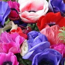 Схема вышивки «маки»