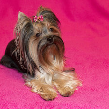 Схема вышивки «пробная схема собачки»