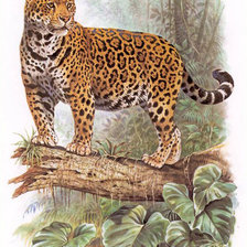 Схема вышивки «"Семейство кошачьих"»