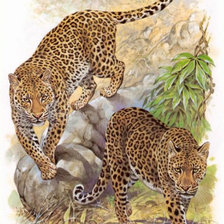 Схема вышивки «"Семейство кошачьих"»