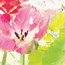 Схема вышивки «CVETY»