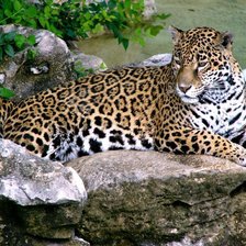 Схема вышивки «гепард»