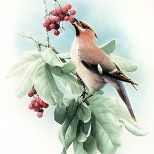 Схема вышивки «Птичка»