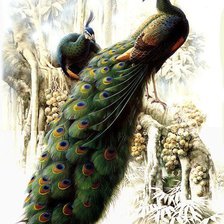 Схема вышивки «птицы»