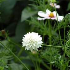 Схема вышивки «Природа»