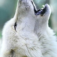 Схема вышивки «Волк»