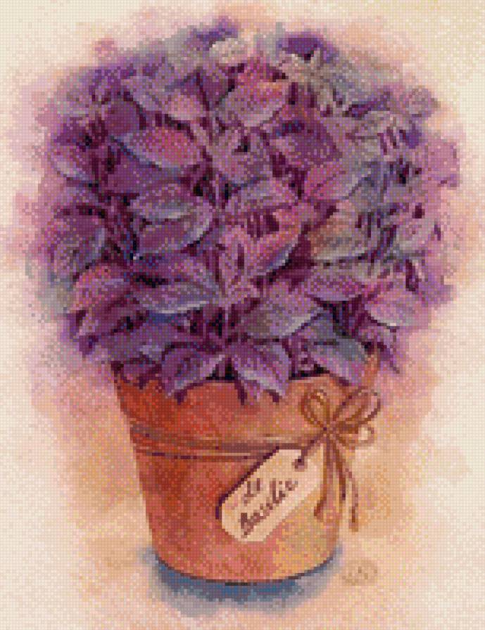 базилик - растения, травы - предпросмотр