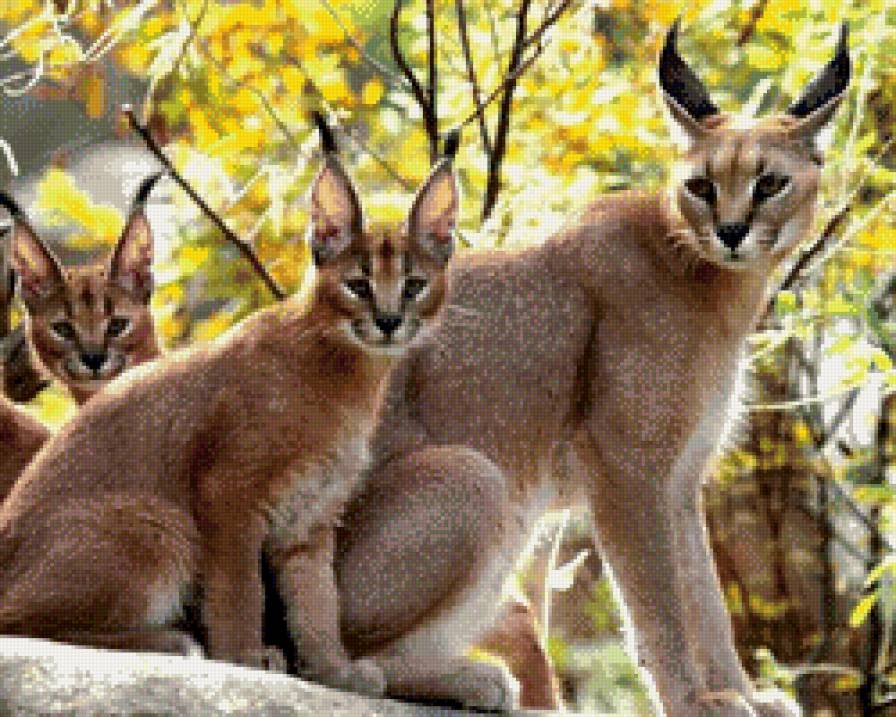 Семейство рысей - хищник, кошка, животные, природа, рысь - предпросмотр