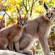 Схема вышивки «Семейство рысей»