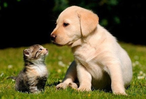 Друзья-малыши - хищники, природа, кошка, животные, собака - оригинал